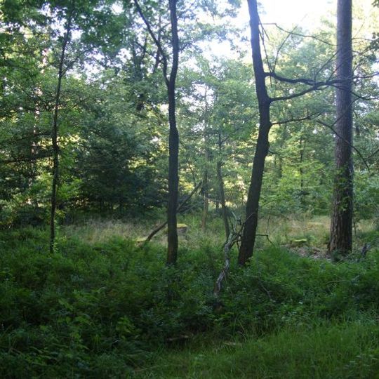 Hinter der Träncke im Flögelner Holz