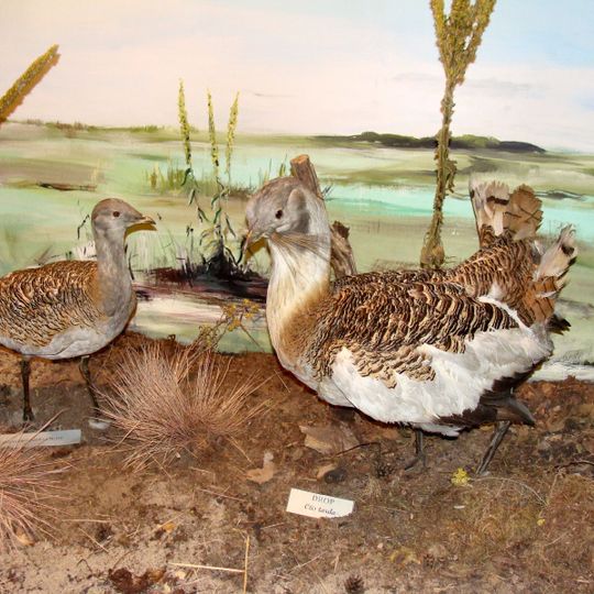 Muzeum Przyrodnicze Wolińskiego Parku Narodowego