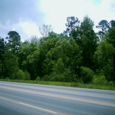 Piney Woods