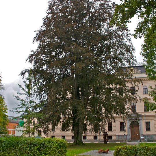 Rotbuche am Gerichtsgebäude von Ried