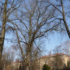 Dub letní u Porubského zámečku