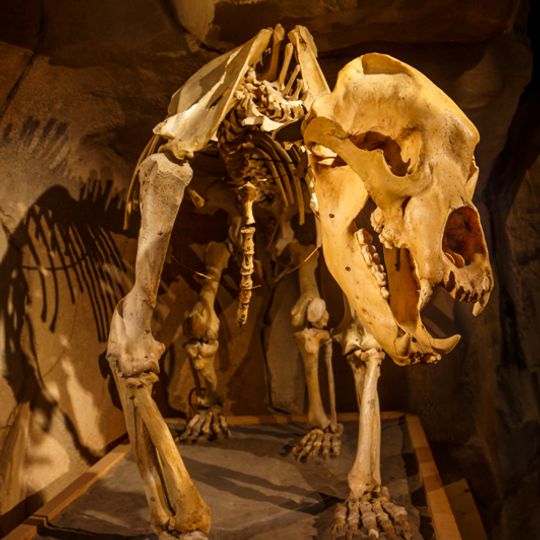 Musée de l'Ours des Cavernes
