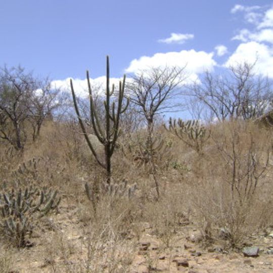 Caatinga