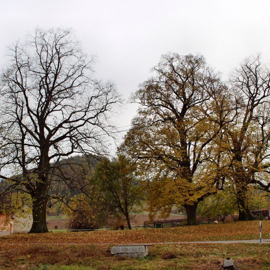 Famous trees in Ujčov