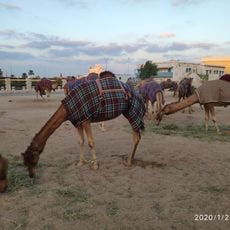 Camele Souq