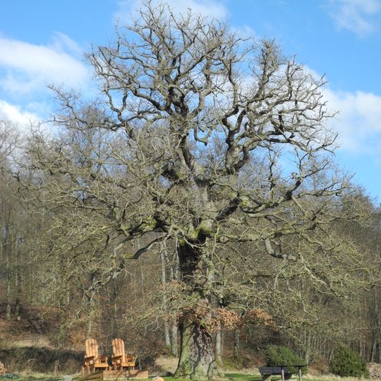 Ziegeneiche von Königshagen