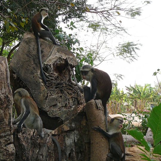 Tafi-Atome-Affenschutzreservat