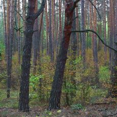 Volodymyrivska Dacha