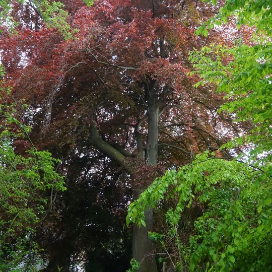 Blutbuche Seestraße