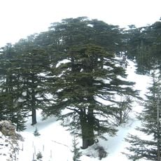 Cedars of God