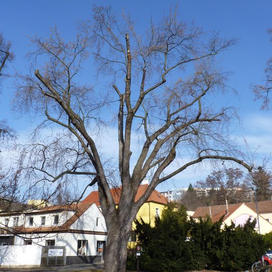 Javor stříbrný v Řečkovicích