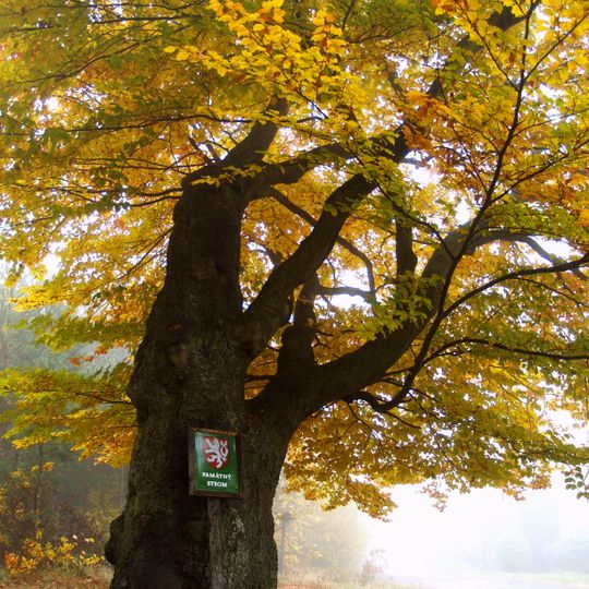Buk lesní v Příbrami