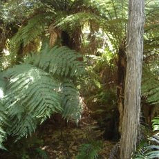 Te Waikoropupū Springs Scenic Reserve