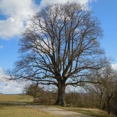 1 Linde (Lutherlinde)