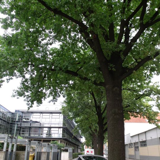 Naturdenkmal [[Eichen