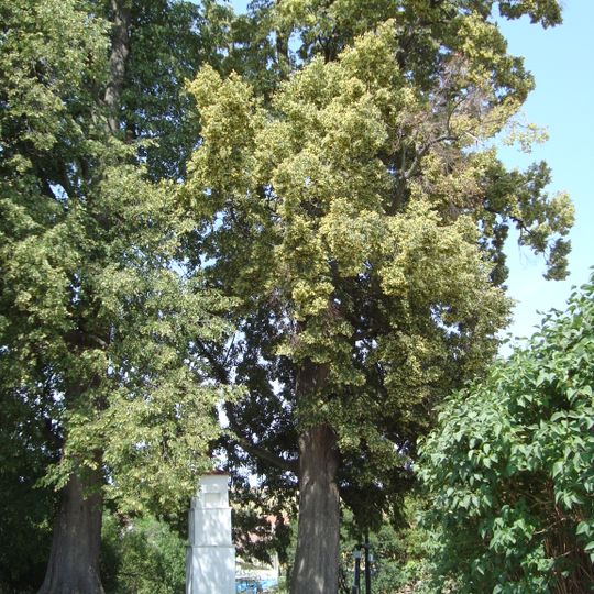 Lípy u Božích muk