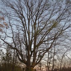 Natural monument English oak on the south side of the cemetery on Zorndorfer Straße