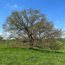 Stieleiche im Weißbachtal