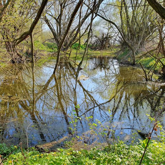 Pond near Johannismühle
