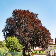 Buk lesní červenolistý