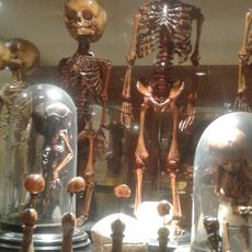 Museo di Anatomia Umana "Filippo Civinini"