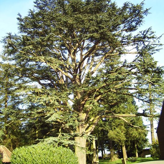 Arboretum d'Harcourt