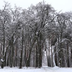 «Голышевка» — дом и роща И.А. Голышева (Мстёра)