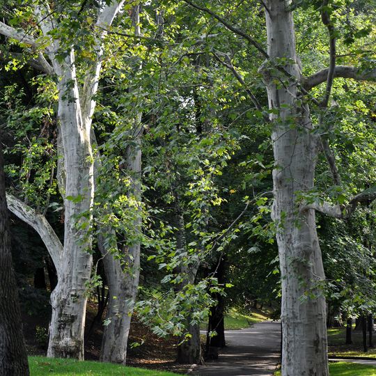 Plants area in Paczków