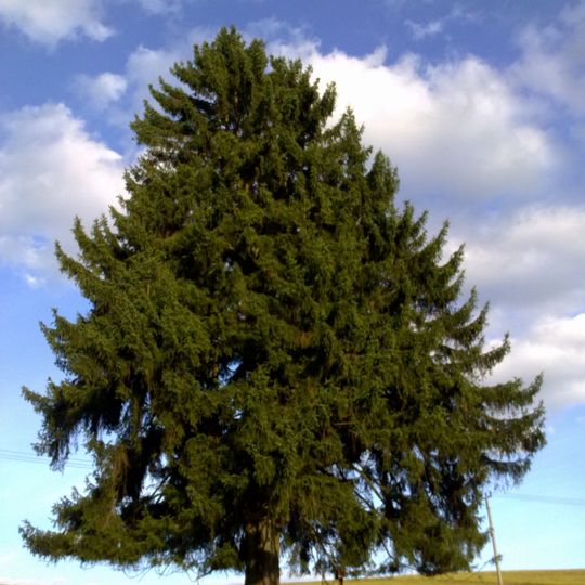 Smrk pod Ovčím vrchem