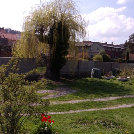 Vrba převislá v Libušíně