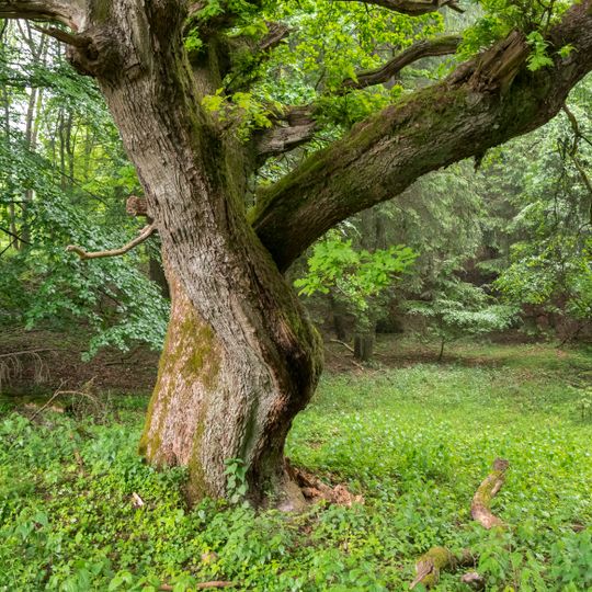 Teutoburger Wald mit Lippischem Wald, Osning Kamm und östlichem Osning-Vorland