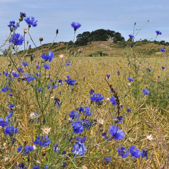 Schafberg bei Mariendorf