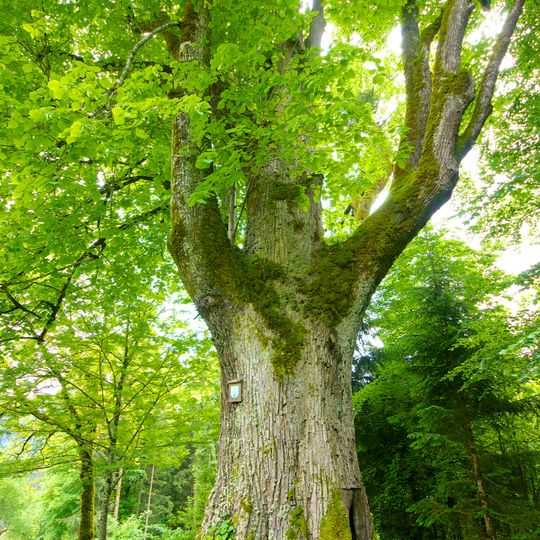 Sommerlinde am Bäckerberg