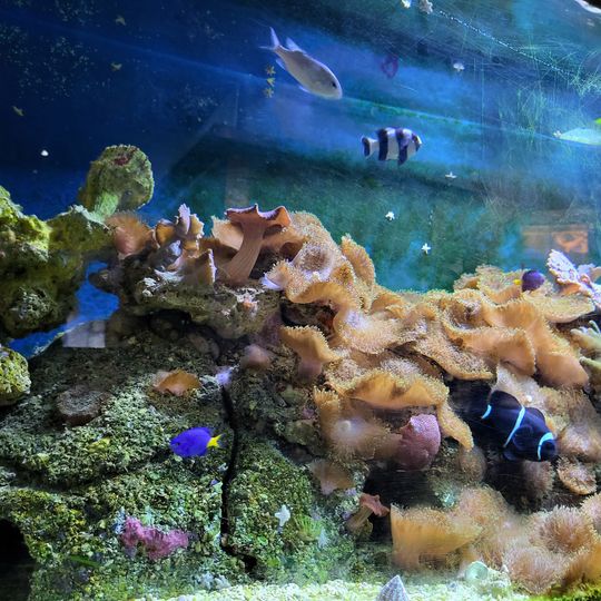 Lake District Coast Aquarium