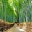 Bambusowy Las Sagano