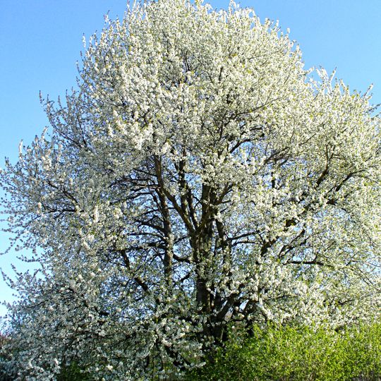 Třešeň u Hošťanky