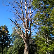 Buk lesní v Novém Městě pod Smrkem