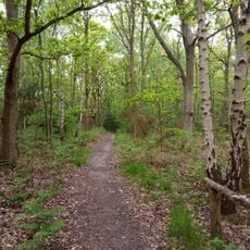 Hayes Common