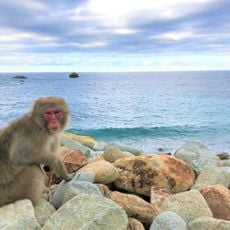 Hagachizaki Monkey Bay