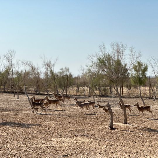 Bukhara specialized nursery "Jayron"