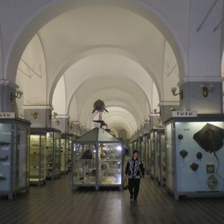 Zoological Museum of the Zoological Institute of the Russian Academy of Sciences