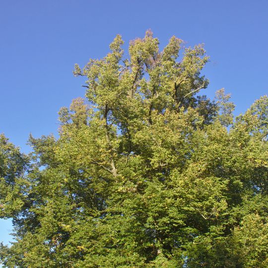 Prostibořská lípa