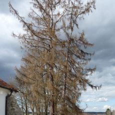 Modřín u Svaté Trojice