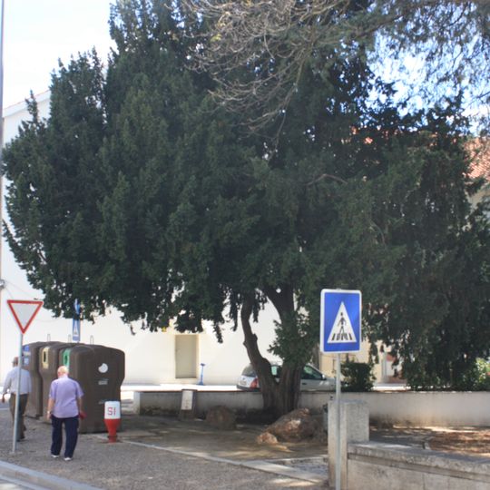 Árvore isolada em Jardim da Biblioteca Gulbenkian