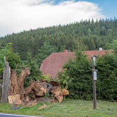 Lípa v zatáčce v Horní Morávce