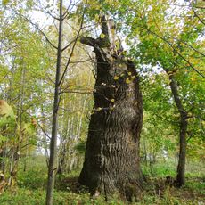 Gargzdai thick oak