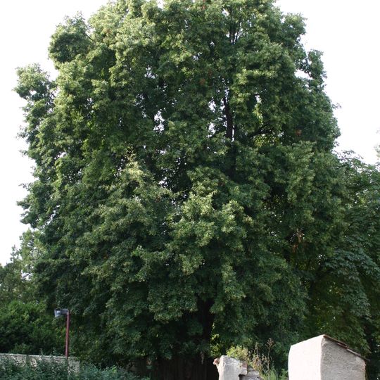 Lípa v Lužici