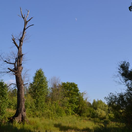 Vjatskopoljanskij rajon