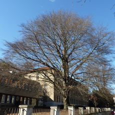 Červený buk u VFU Brno