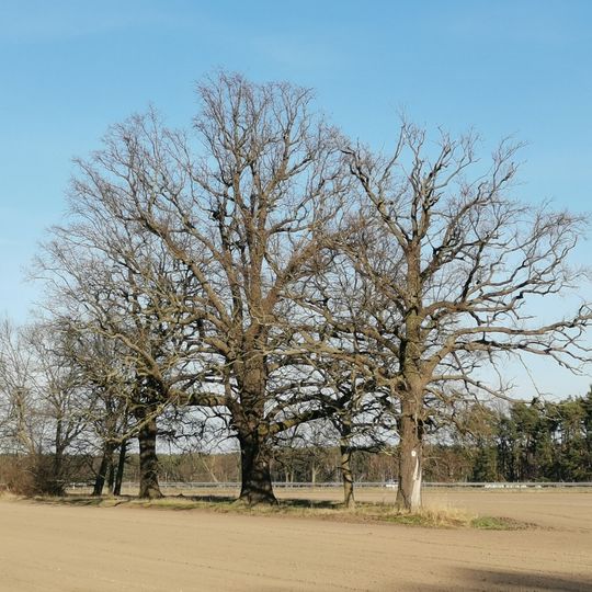Naturdenkmal Stieleiche südlich von Ortlage, ca. 100 m östlich der Straße nach Klein Mehßow in Mallenchen